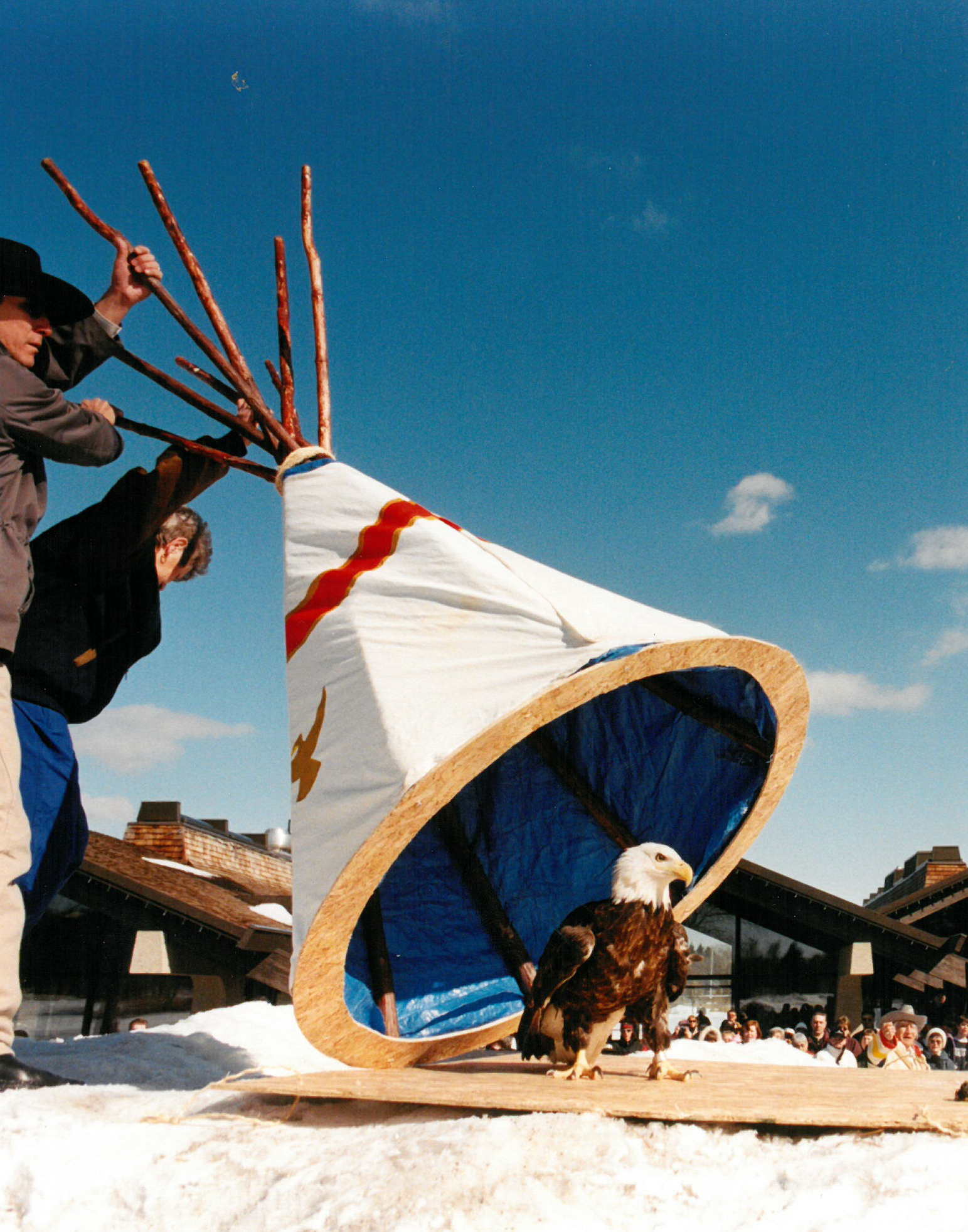 Photograph of an eagle being uncovered from a small tipi while a crowd watches in the background.