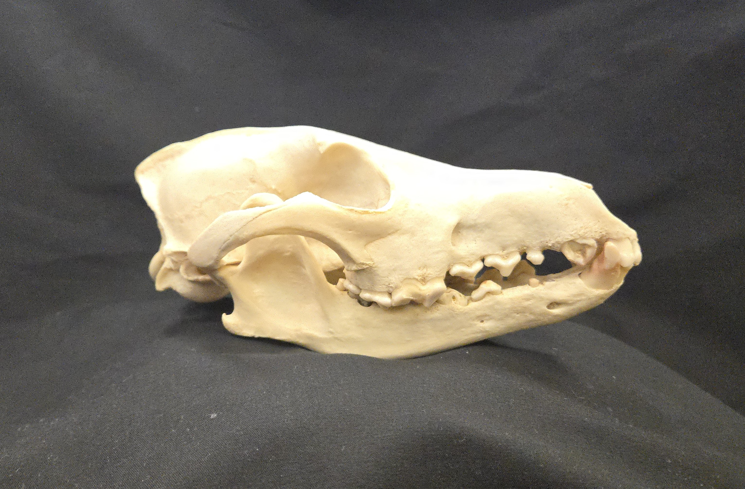 Coyote skull showing showing broken, infected, and worn teeth
