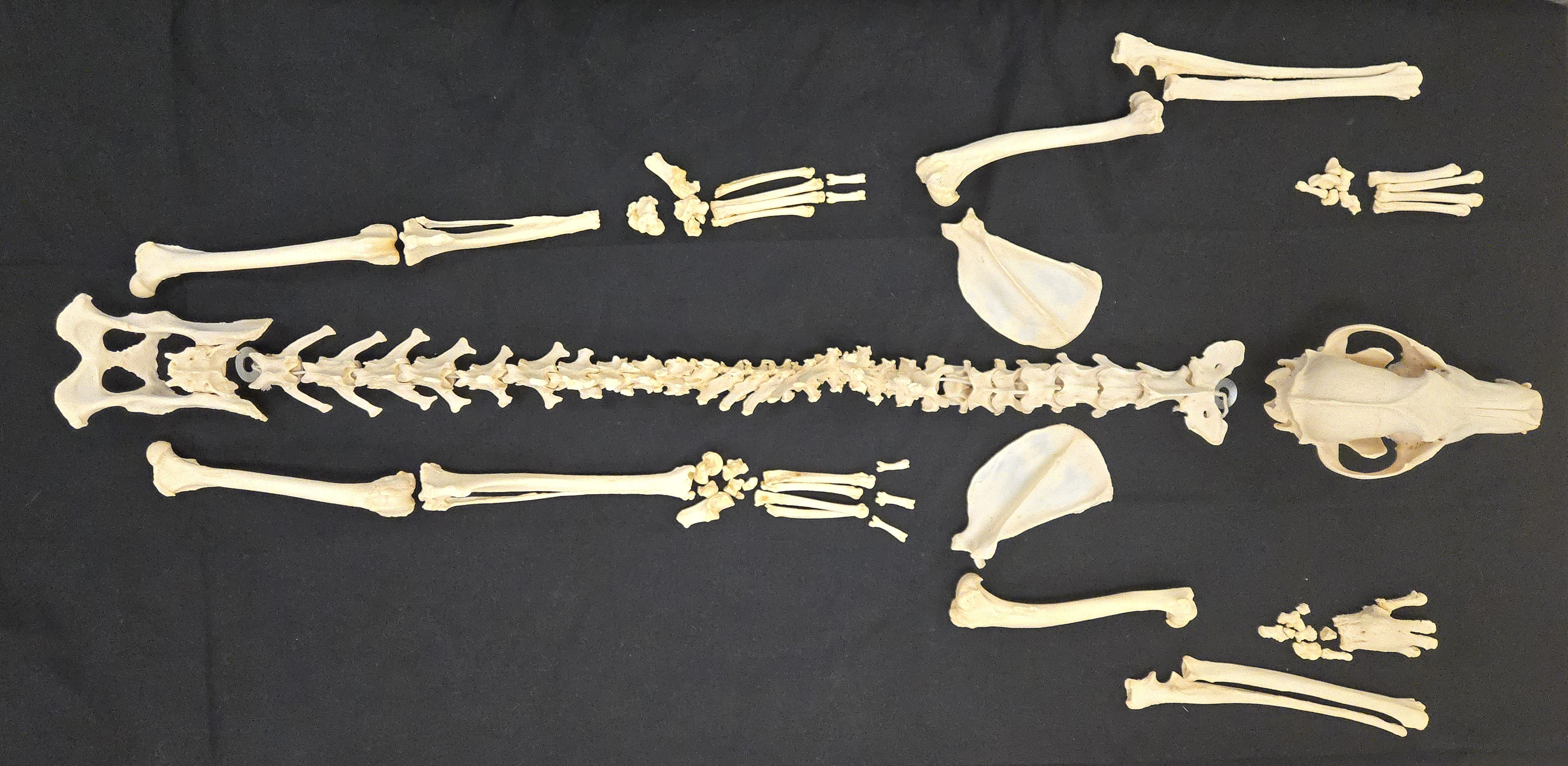 Clint the coyote’s skeleton
