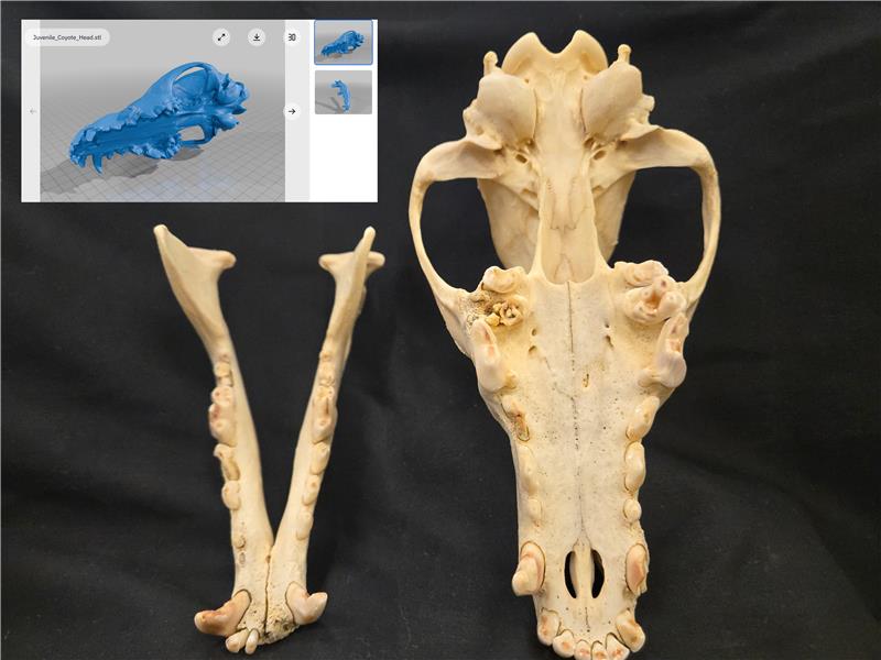 Coyote skull showing K9s beside scan of coyote skull and stl