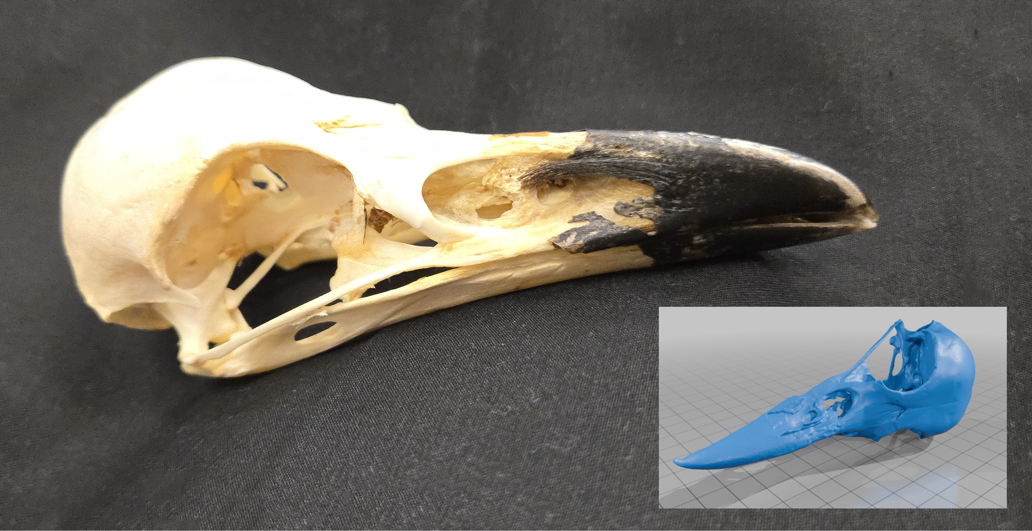 Raven skull and stl